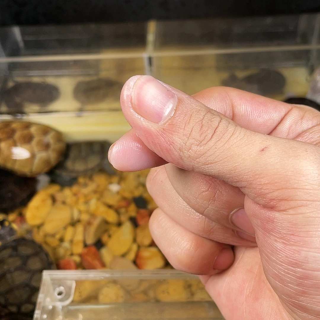 母中华草龟白****、下点点滴滴的订单