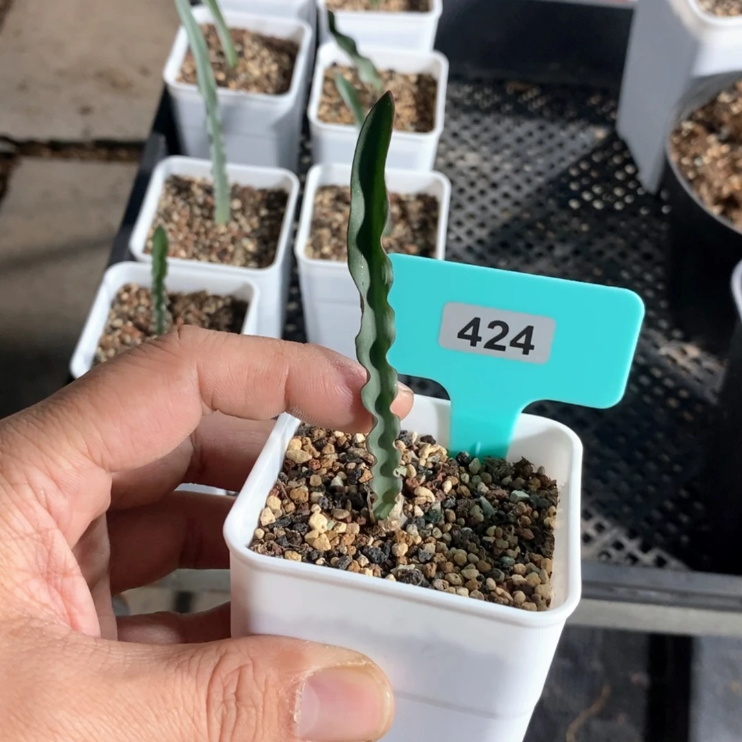 波叶雪莲产地多肉植物