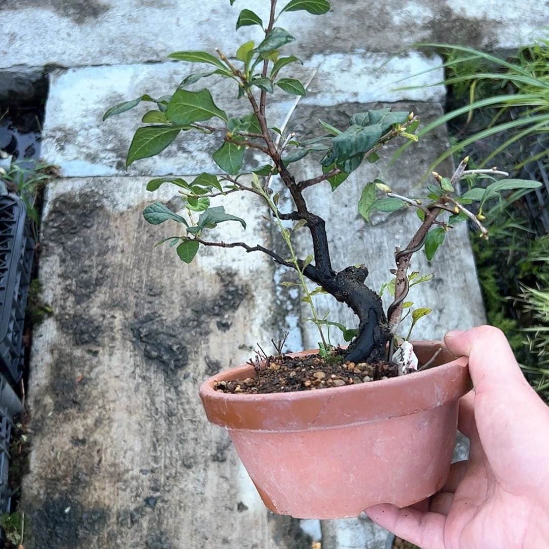 江***物无花朵盆景不包邮