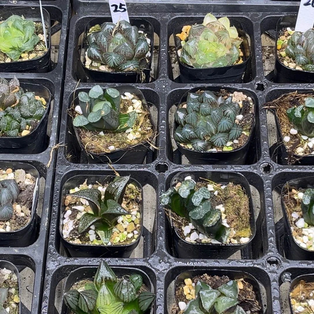 25 脱土包邮8颗福利