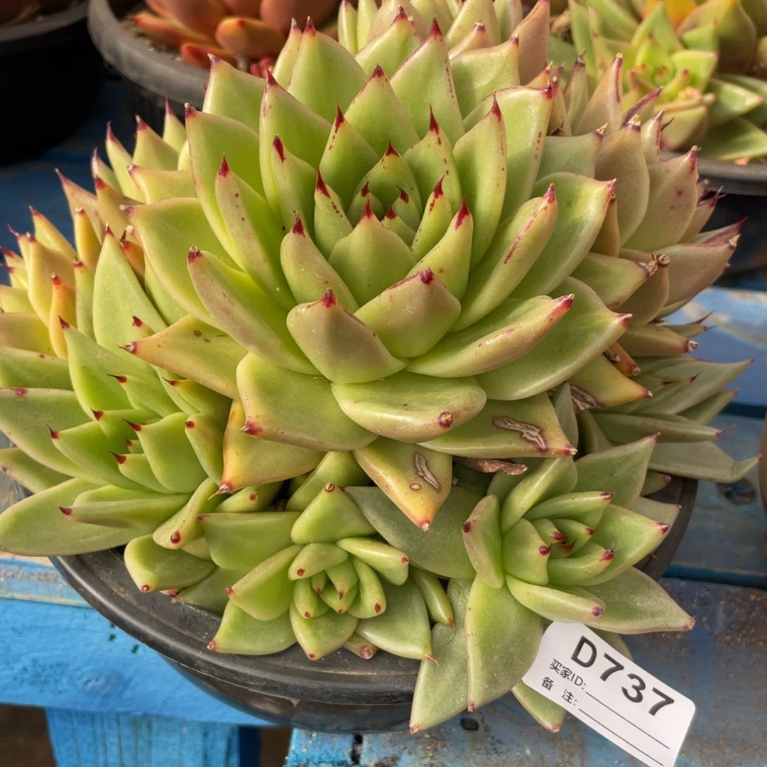 无花朵若如东云组拍D737