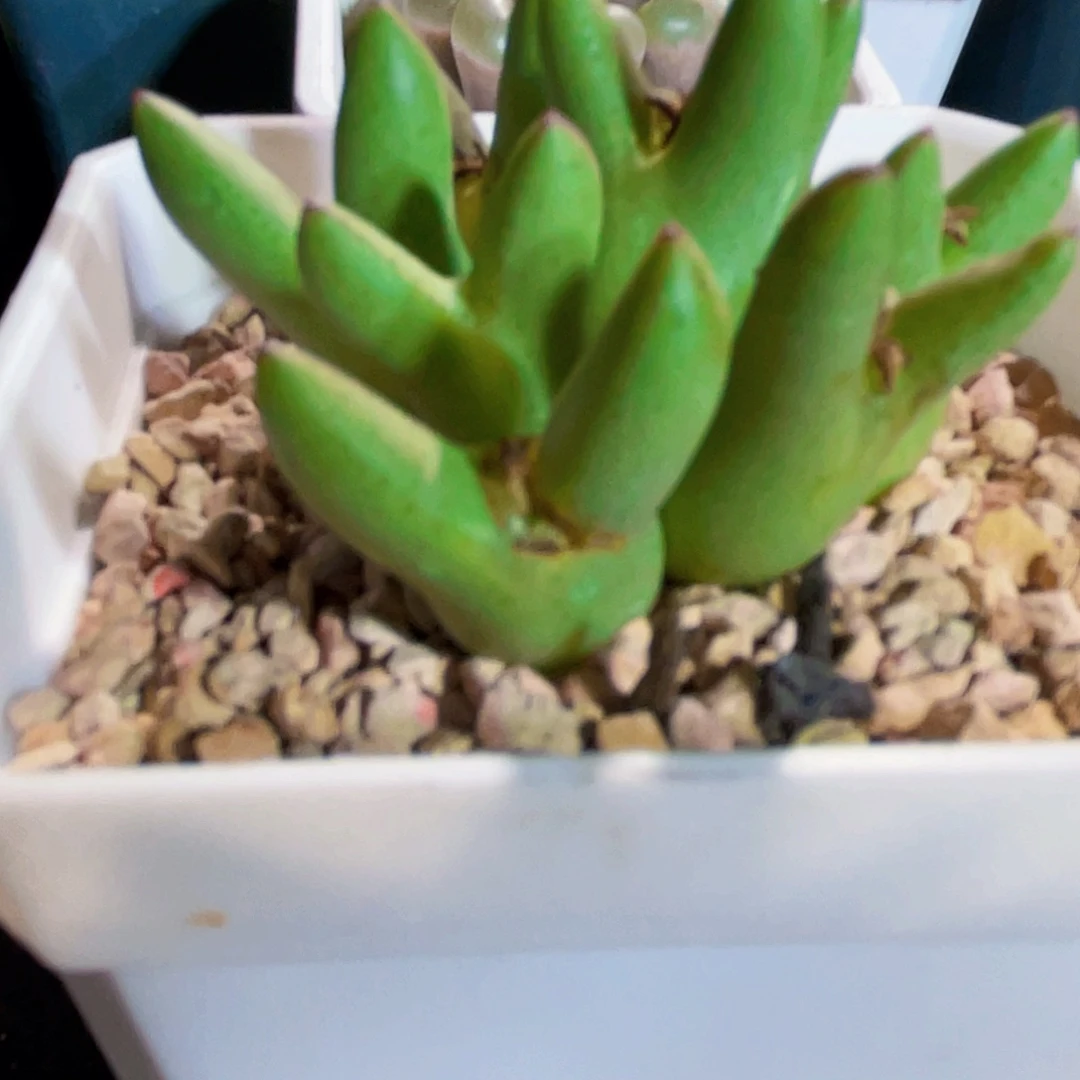 群生小体皮卡丘植物一物一拍