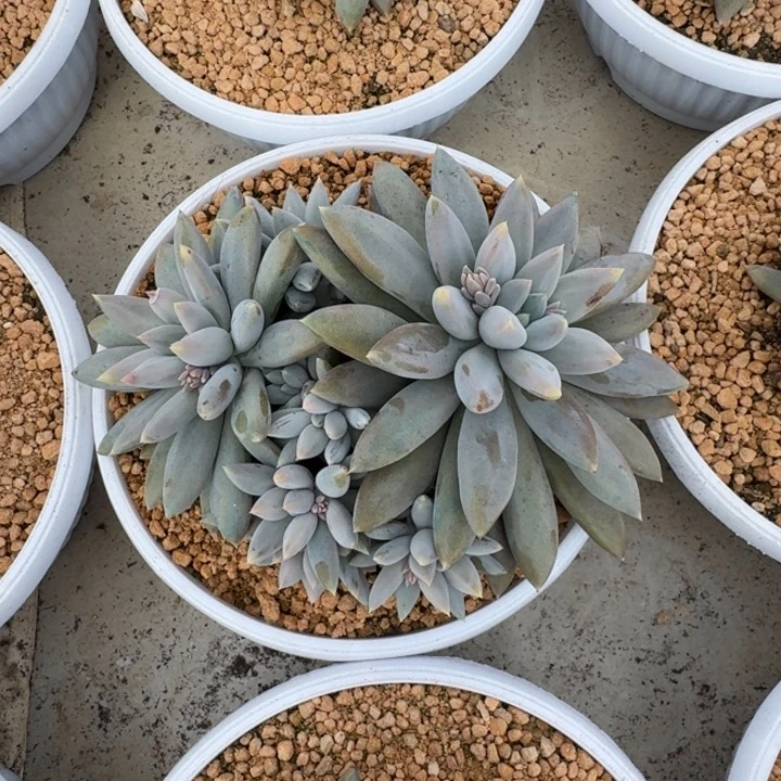 焦糖体 哥特 群生  一物一拍