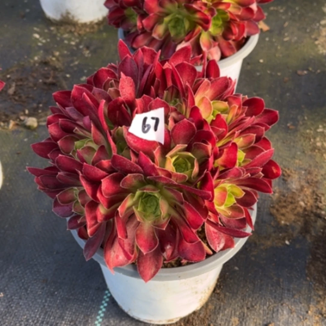 【闪购商品】67韶华多肉法师