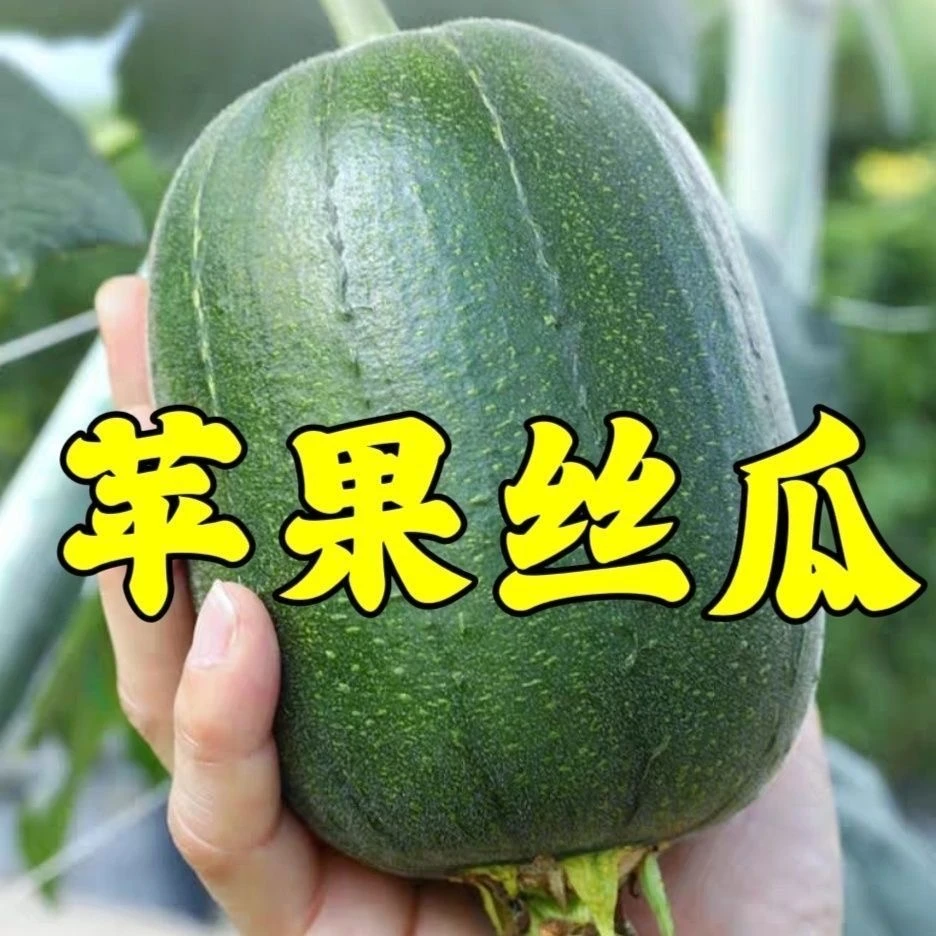 苹果丝瓜种子四季播种阳台盆栽小院种植简单夏季开花蔬菜