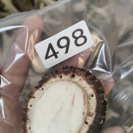 沙***漠鹿角鹿角鹿角鹿角鹿角鹿角