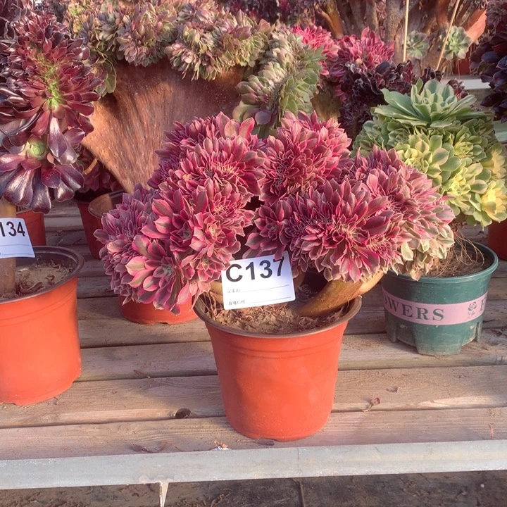 137粉女巫缀多肉法师