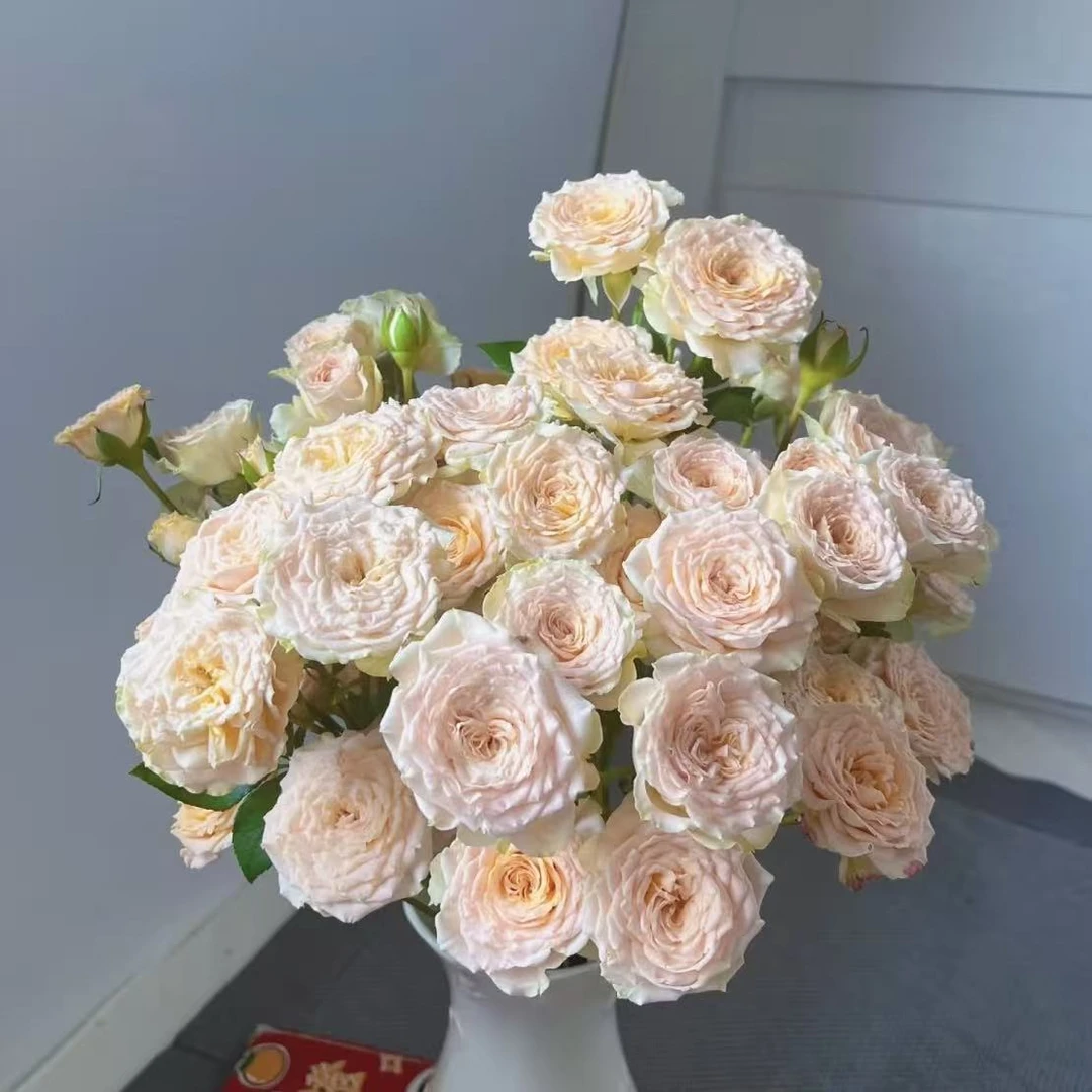 【花之物语】百香果多头玫瑰 包邮