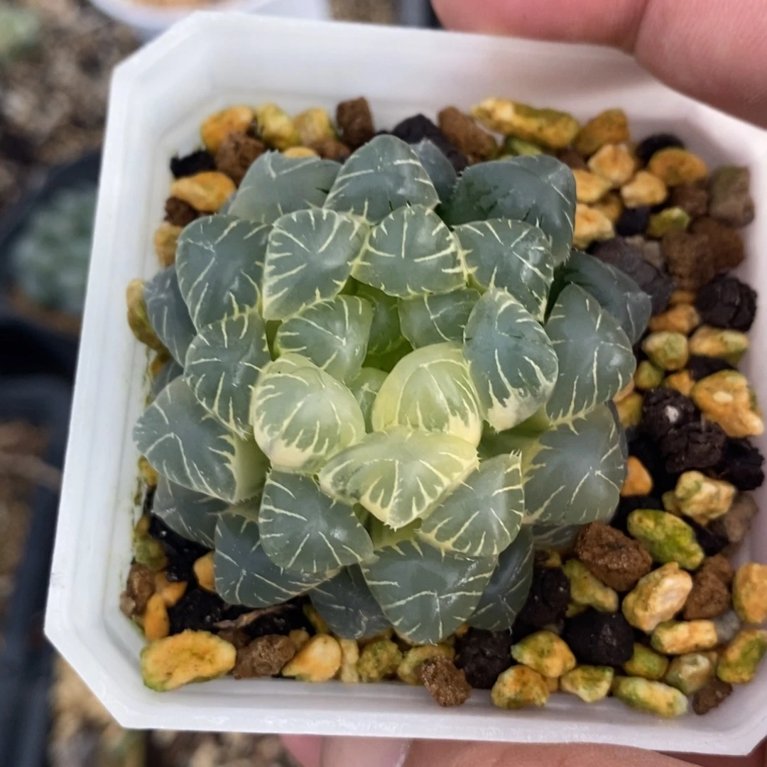 一颗实生糊斑玉露锦。