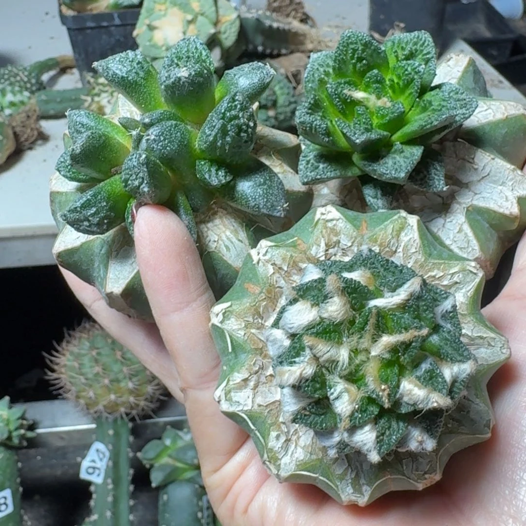 【闪购商品】无花朵三颗下播福利牡丹420