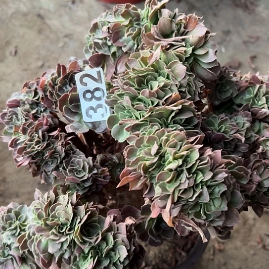 鱼***里多肉植物一个玫瑰