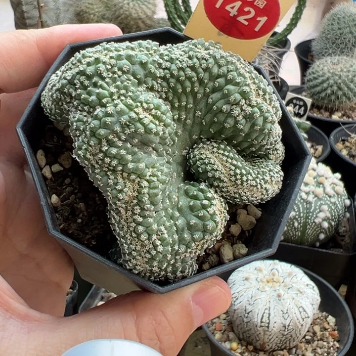 实生菊水缀化6.5cm