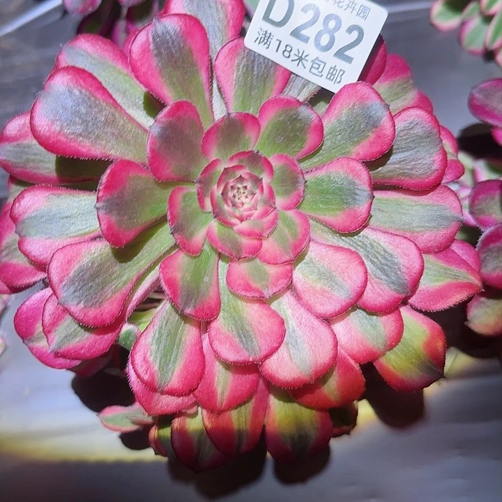 多肉法师粉铜朵朵