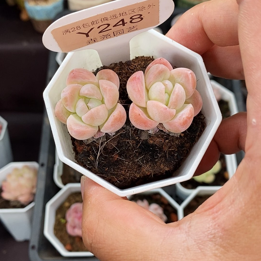 *****0248 雪媚娘 不包整 5.5cm