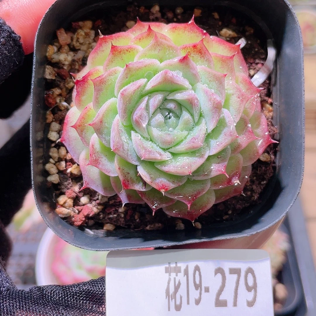 花利美19-279海玲娜
