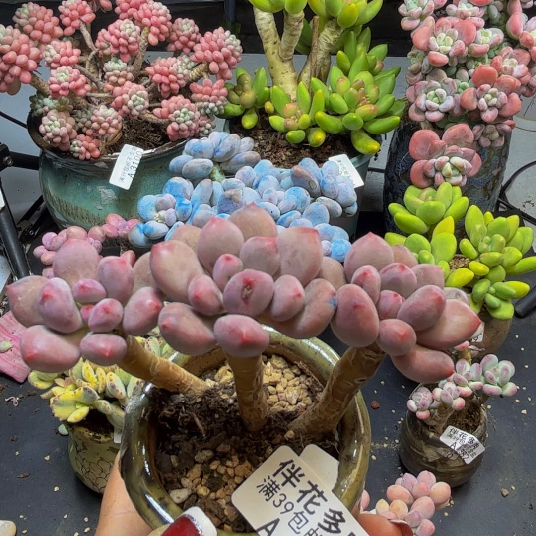 桃花仙子奶酪1383/7cm