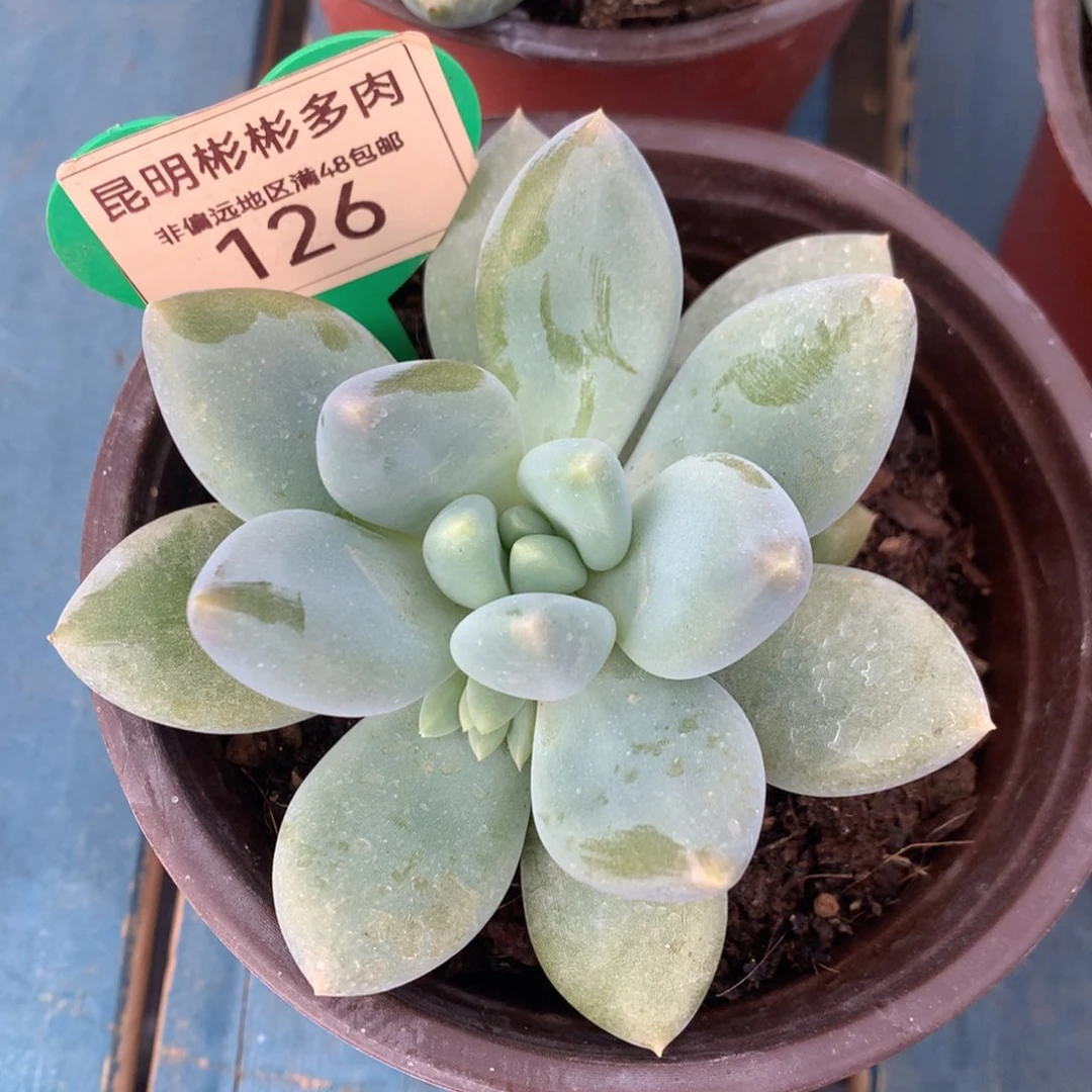 哥特萝莉单头胖体黄体126