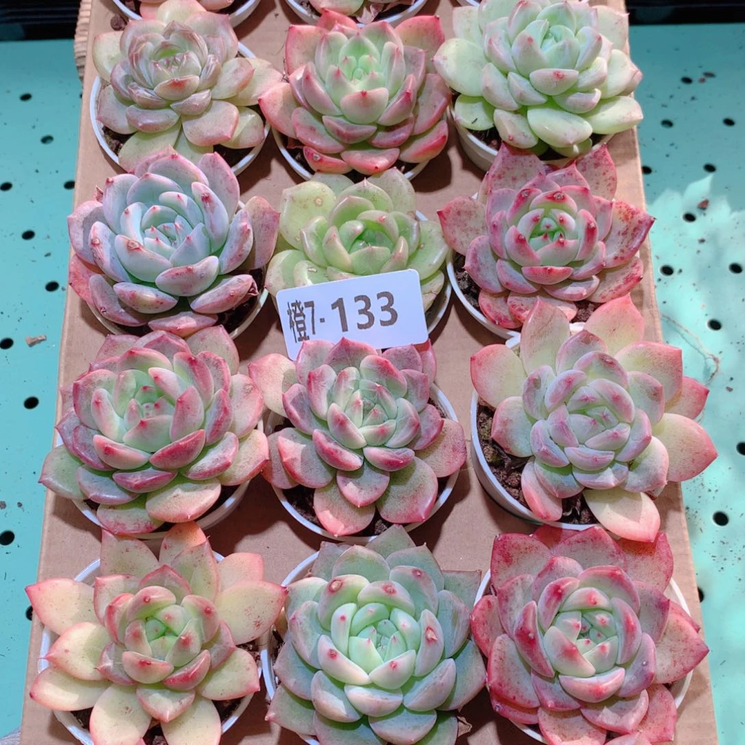 7-133一物一拍多肉带盆18颗