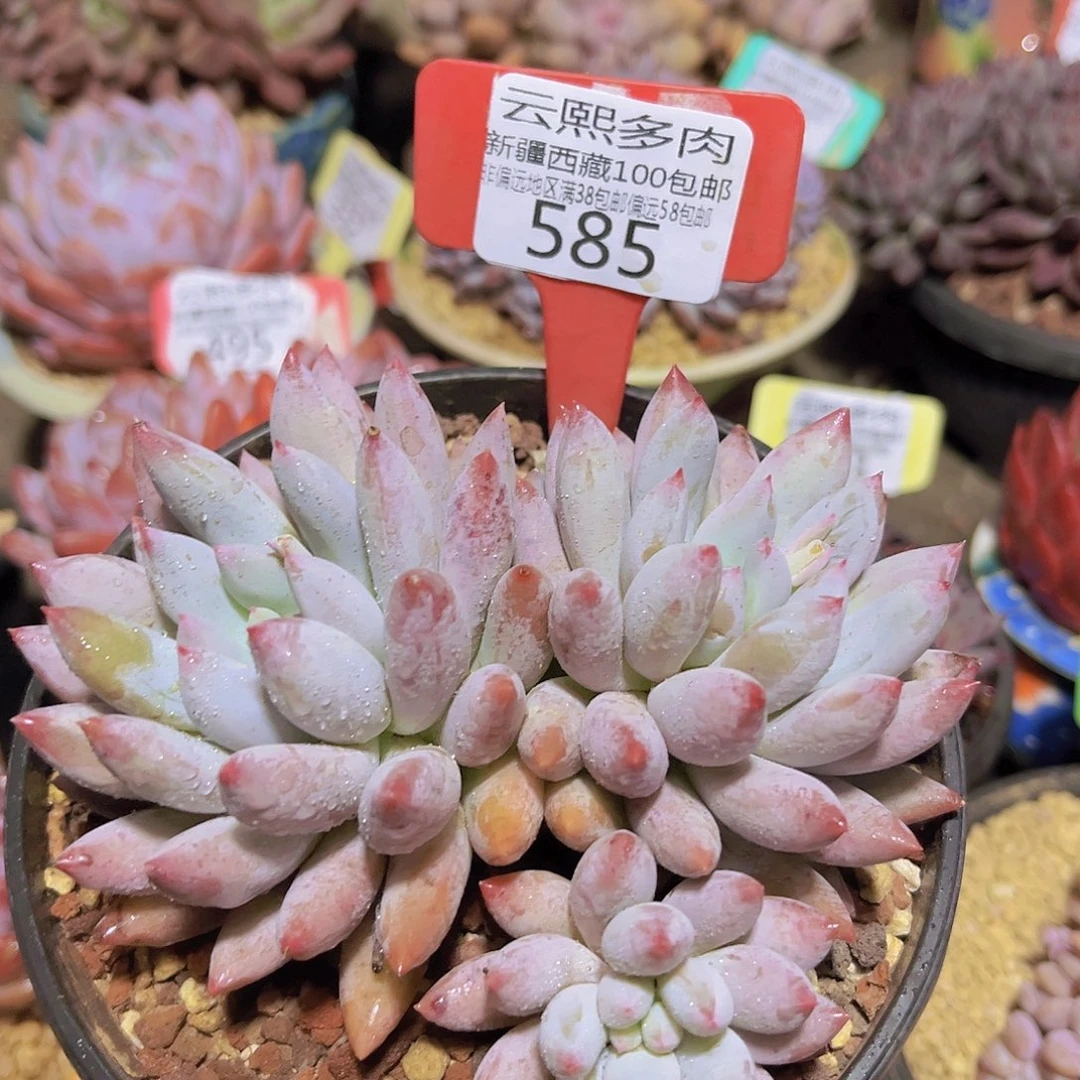 585所罗门多肉植物