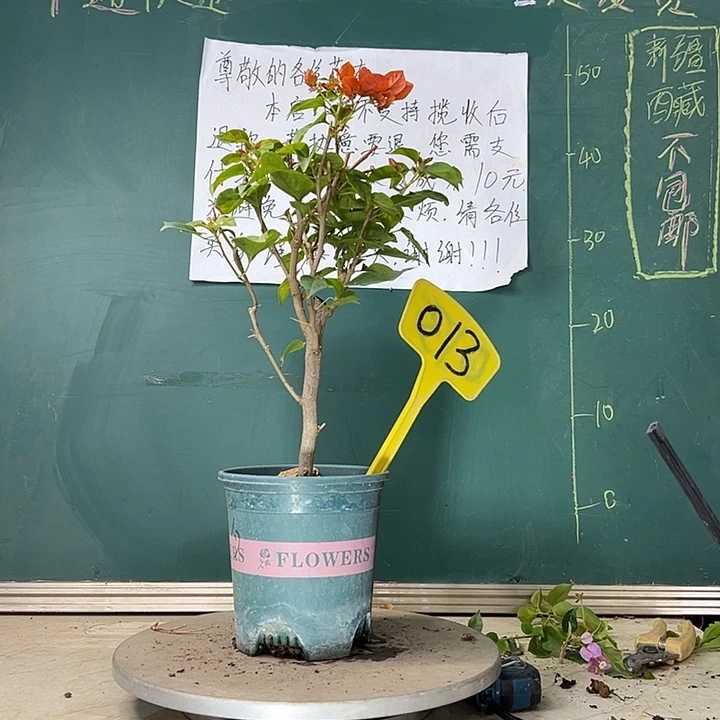当前无花栽培后可以开花暗斑夕阳红 013