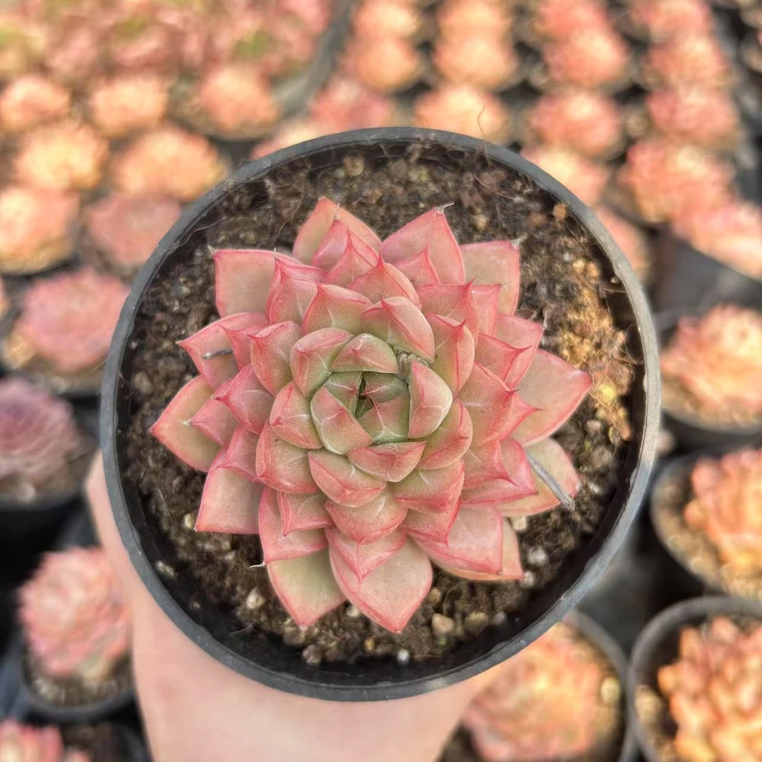 8#水晶吊坠前男友精品多肉SM1018