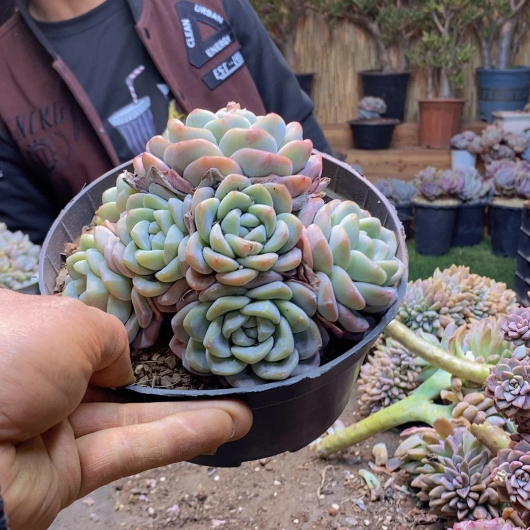 快****ᕗA123号冰玉群生