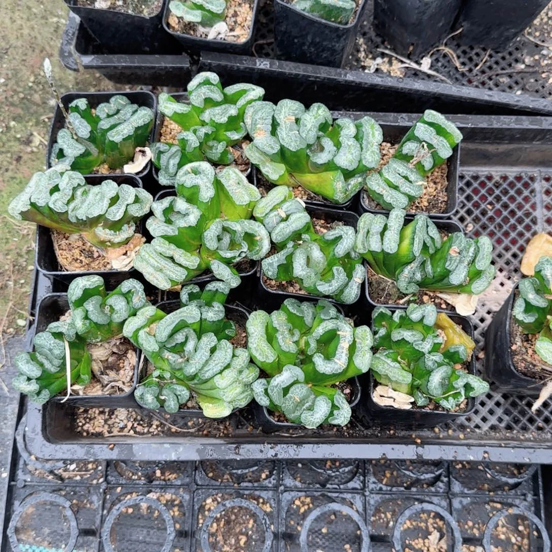 瑕疵长乐多肉植物一颗