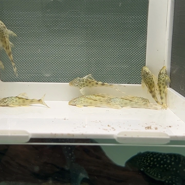 黄金美洲豹5-6厘米