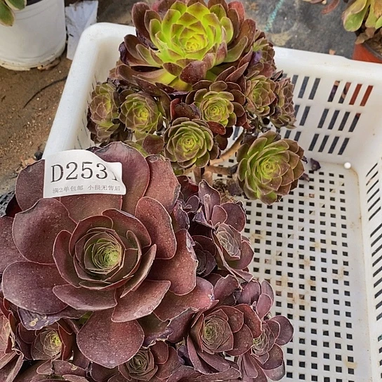 2531、2606魅金玫瑰黑魔多肉2颗