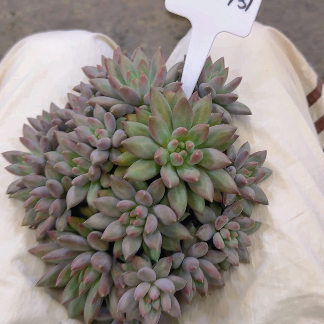 一物一拍绿体虞美人431