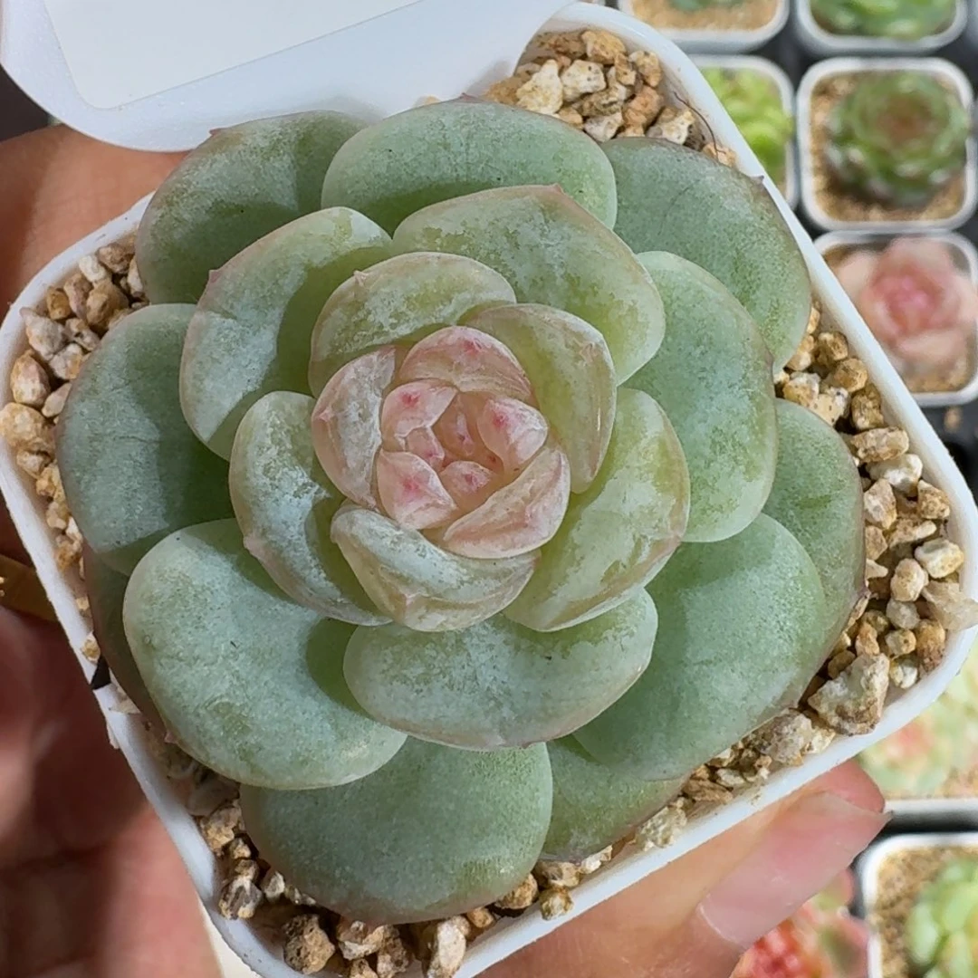 0926-045-嫦娥单头