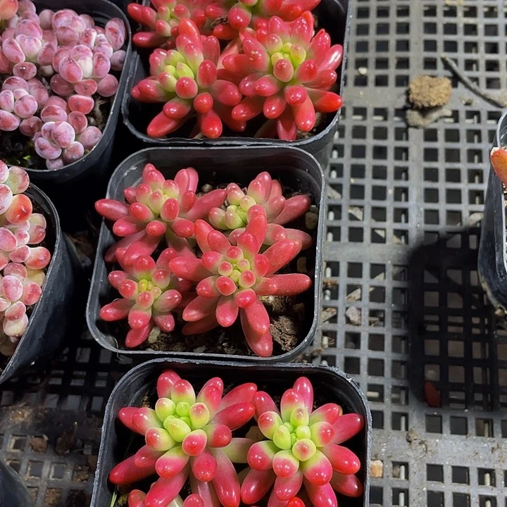 红之玉锦带盆土发