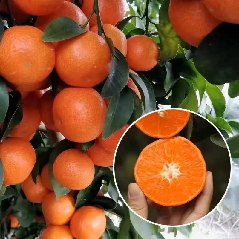 正宗-砂糖橘苗 纯甜无核无籽 可盆栽地栽