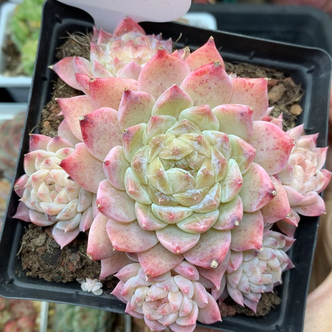 7透黄琉璃冰魄无砍捧花群4774