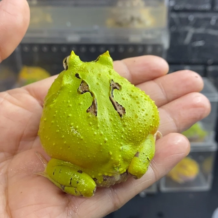 N***酱角蛙635号大褪纹蝴蝶