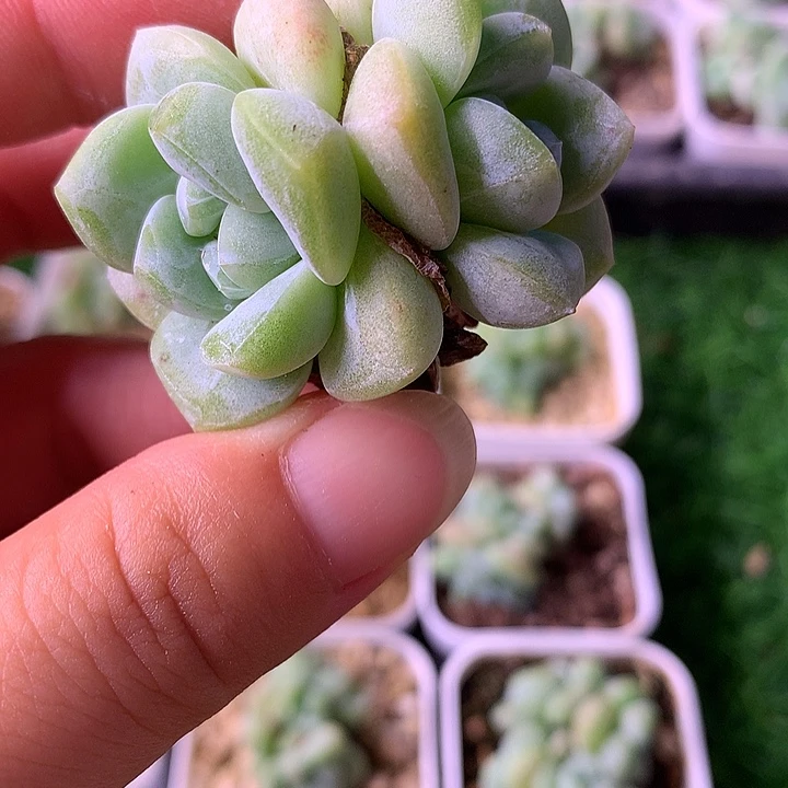 翡翠冰玉大双头10颗28包邮