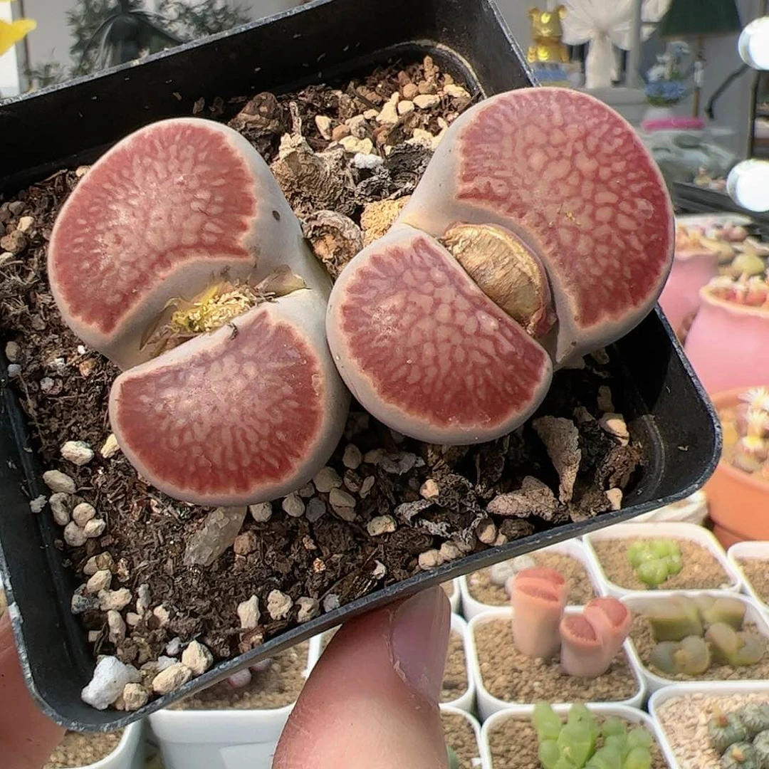 【闪购商品】296 红窗菊