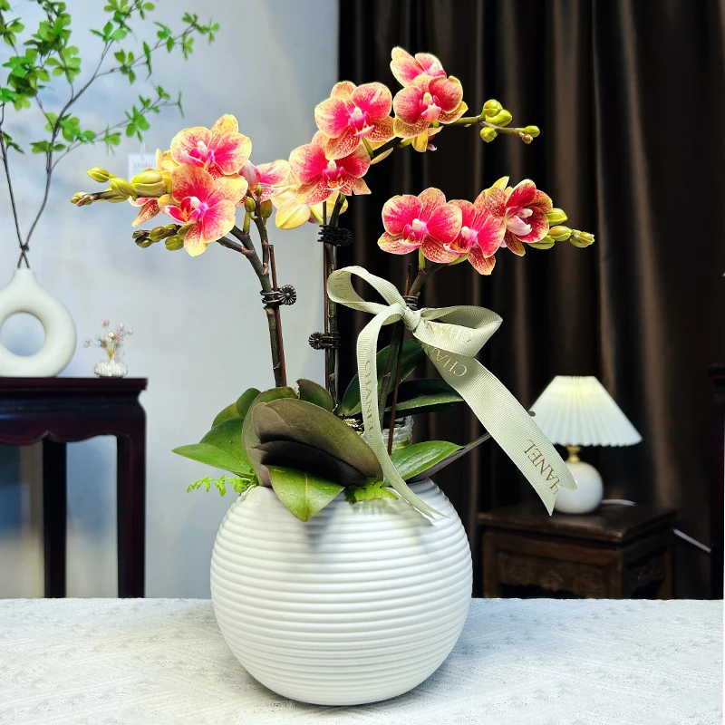 【送花盆】蝴蝶兰金蝶中小株型带花带花苞金黄色年宵高端绿植花卉