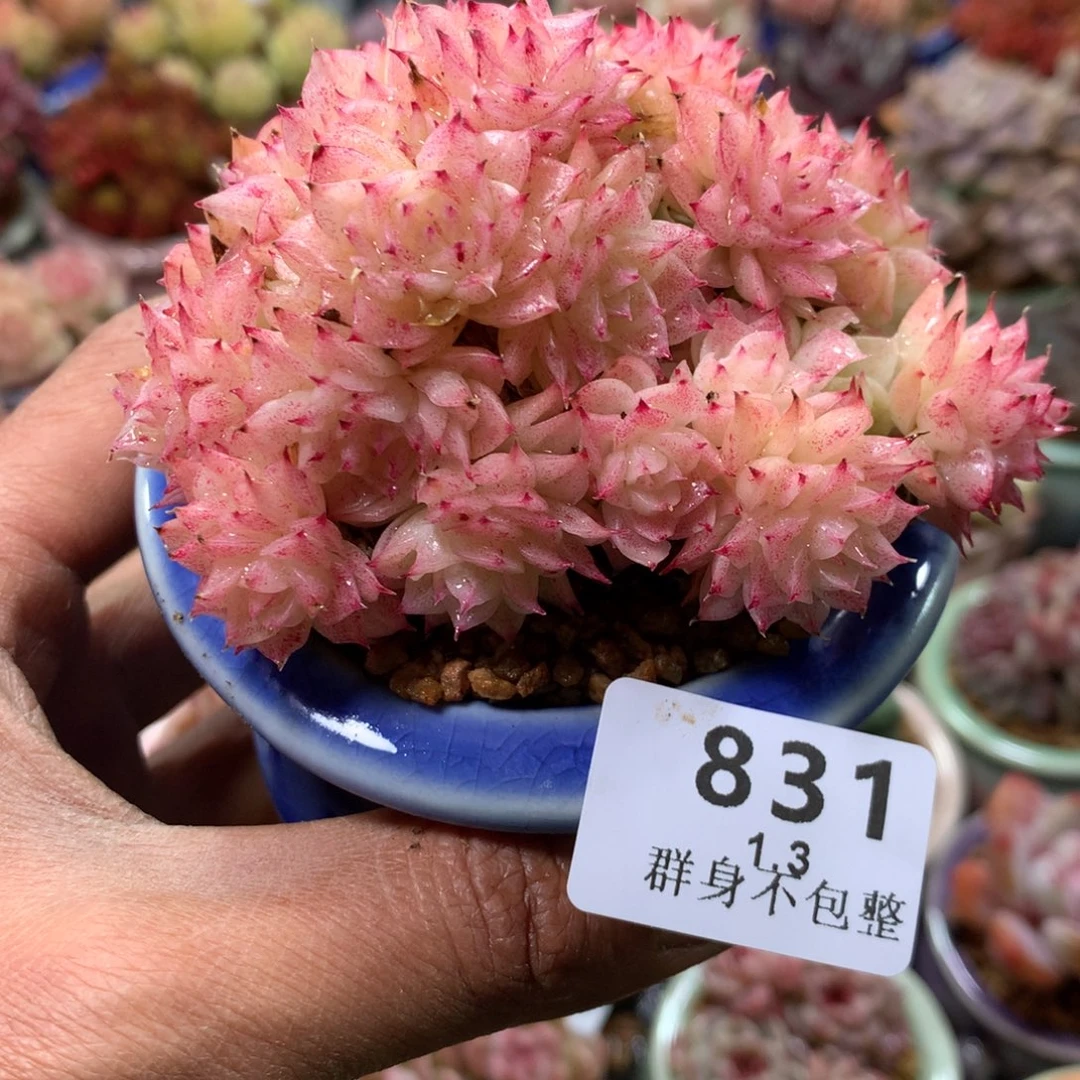 精控拇指盆1.3831