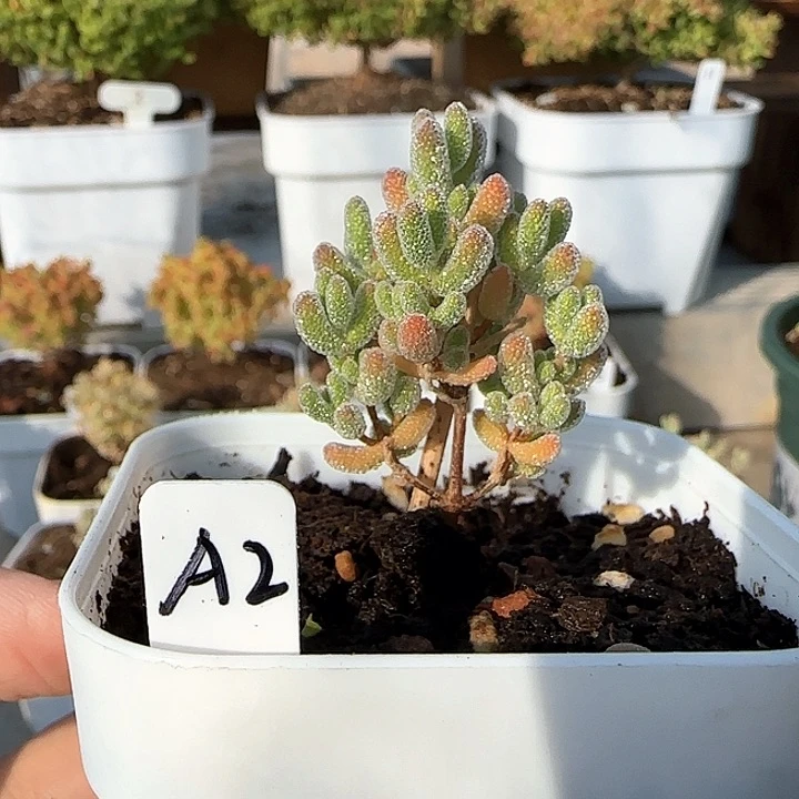 实生粉冰晶枝干。。