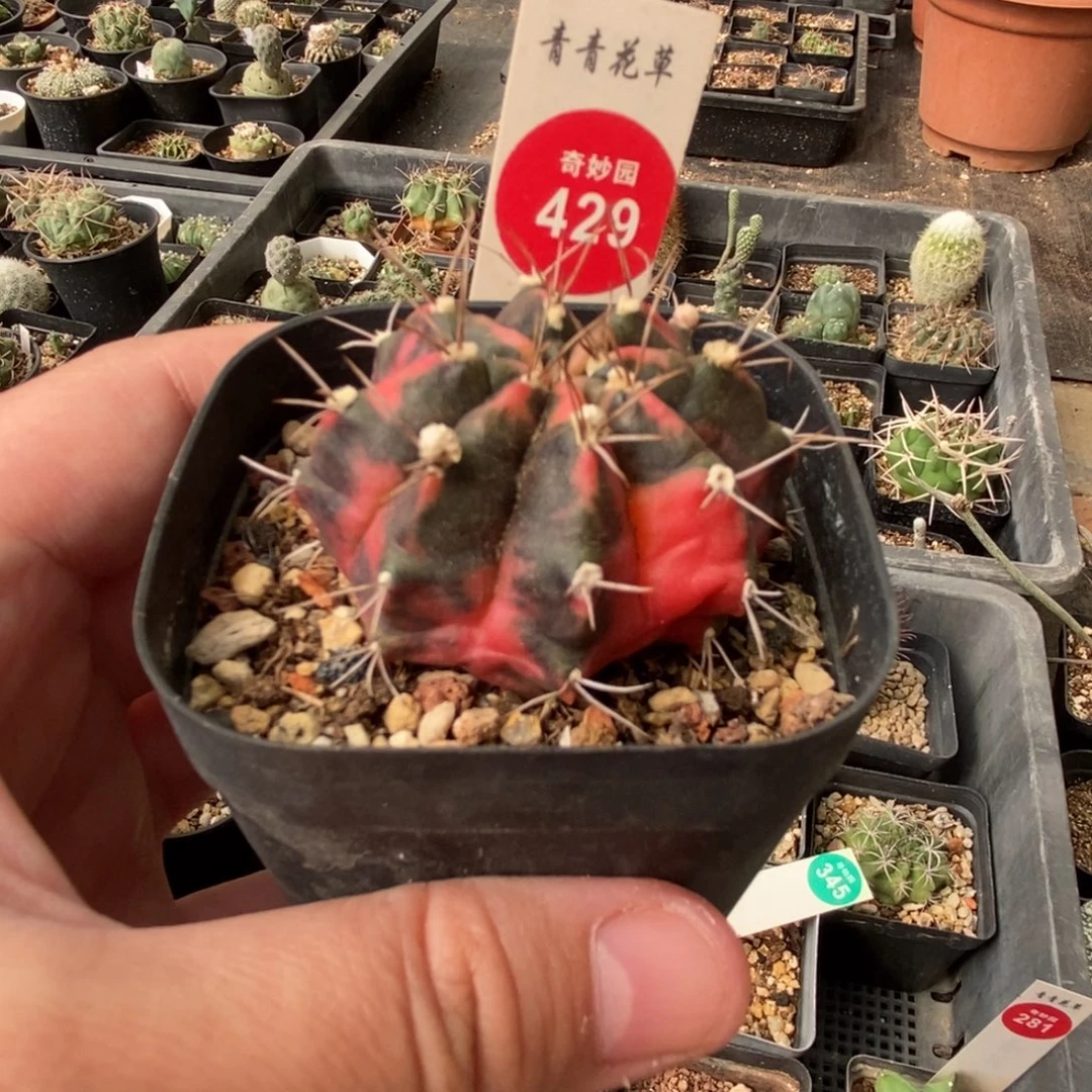 光辉锦一颗仙人球