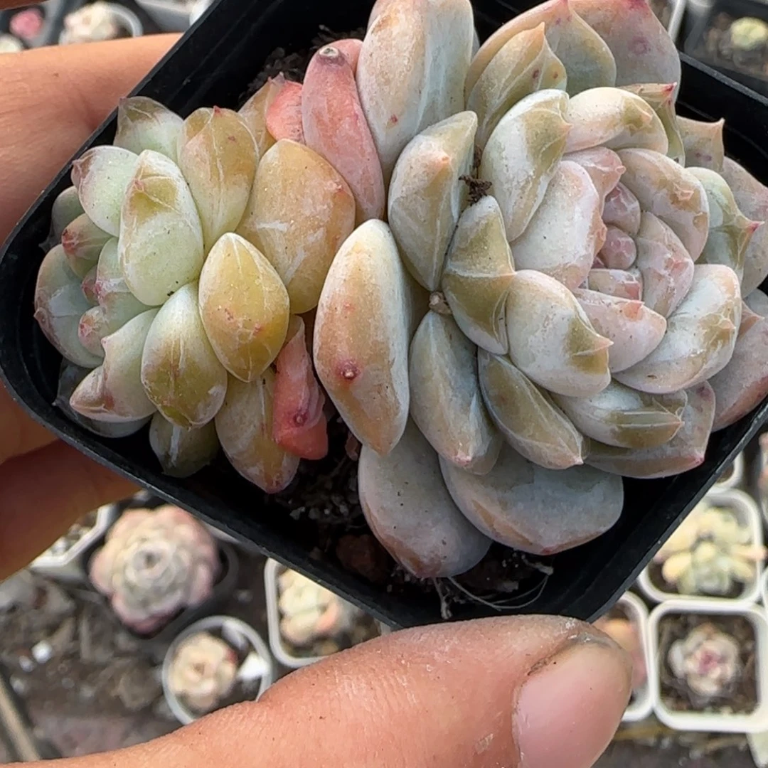 小卡拉米糖心一物一拍