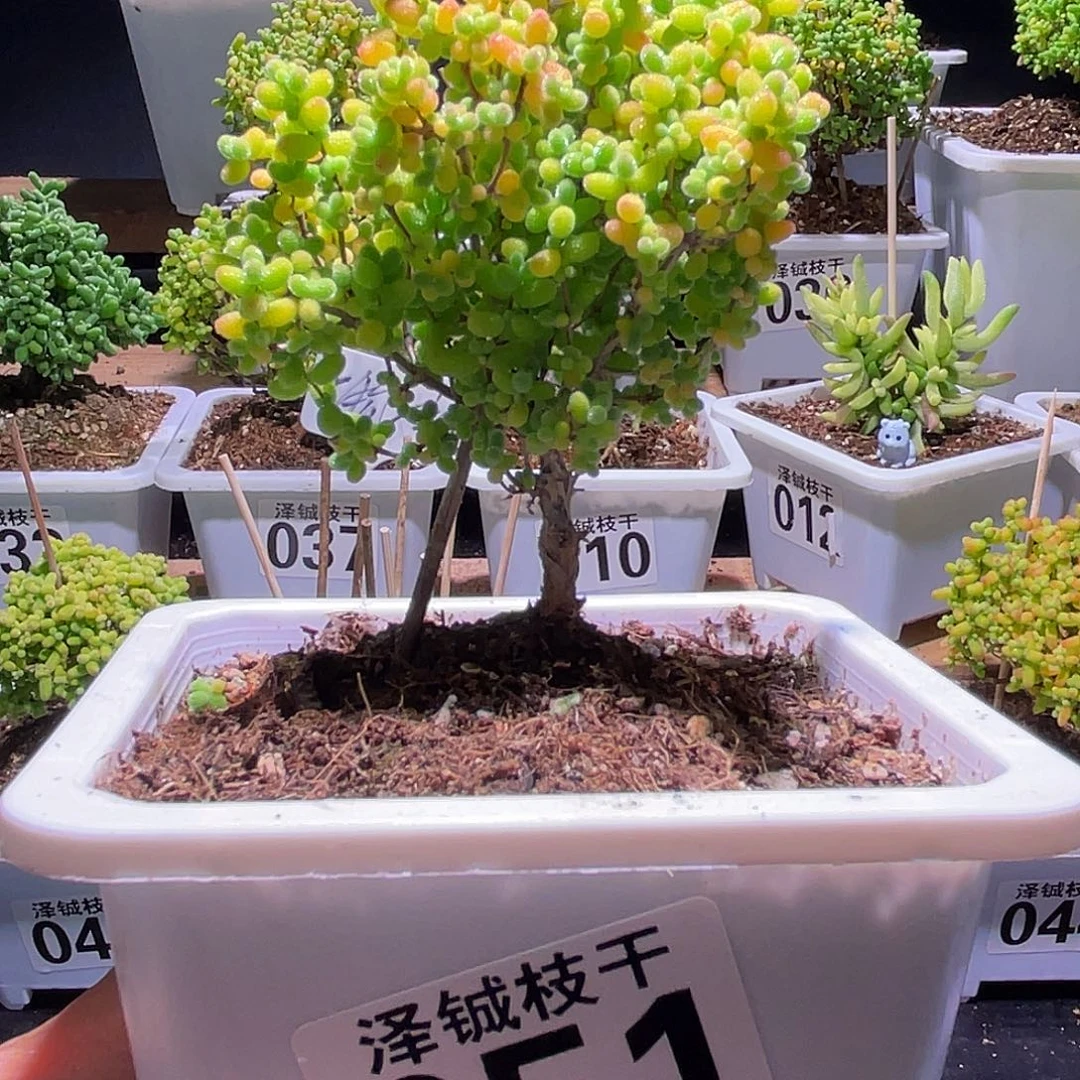 051枝干番杏蜜橘糖球