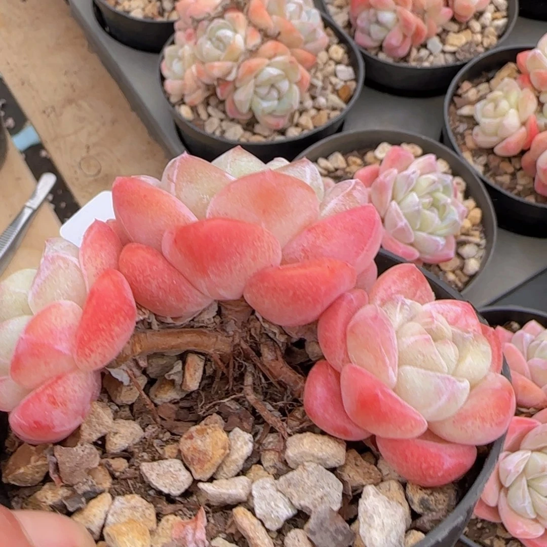 三头冰玉飘枝冰玉