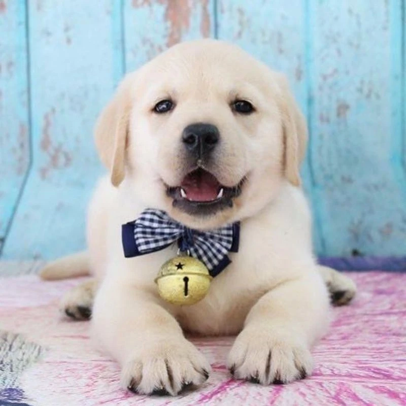 H拉布拉多幼犬纯种骨架金毛犬正品高智商导盲犬宠物小狗神犬小七