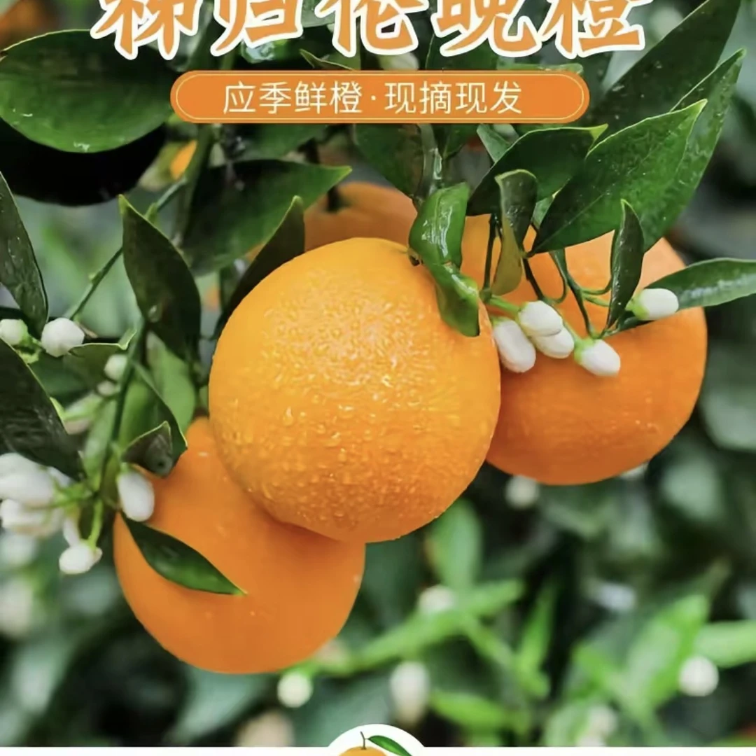 湖北秭归伦晚橙橙子约2500g优质农产品湖北省