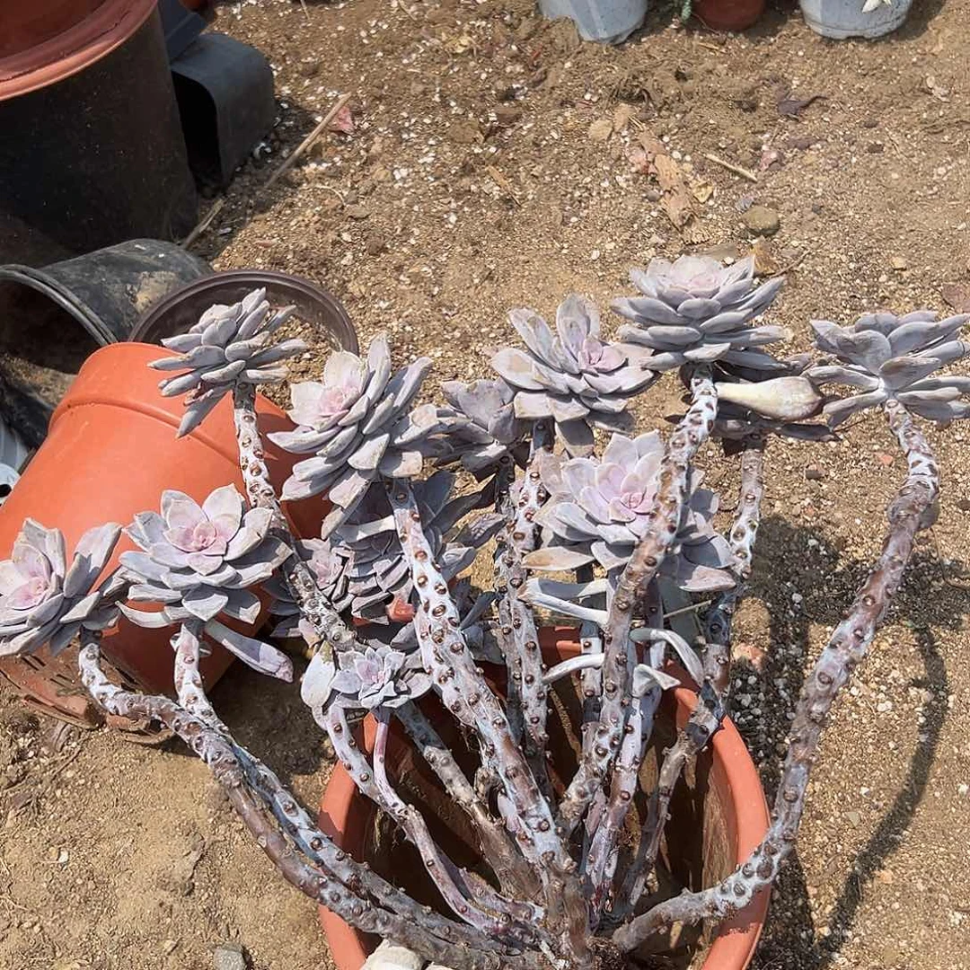 估计快了么呃呃呃呃呃呃呃呃呃呃