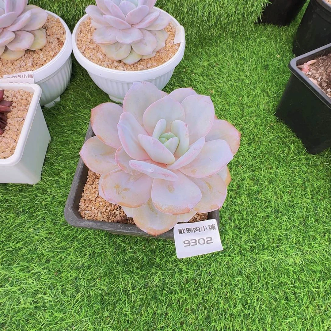 叶***红多肉植物奶茶单头9302