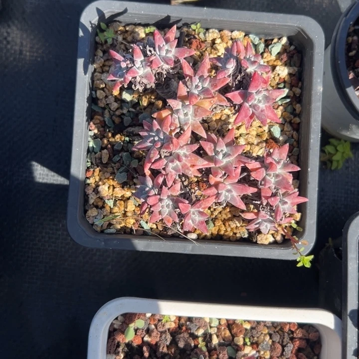 白菊仙女杯～一物一拍282