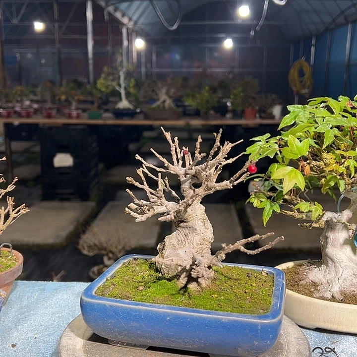 淳***寺无花朵日本进口梅凝盆栽